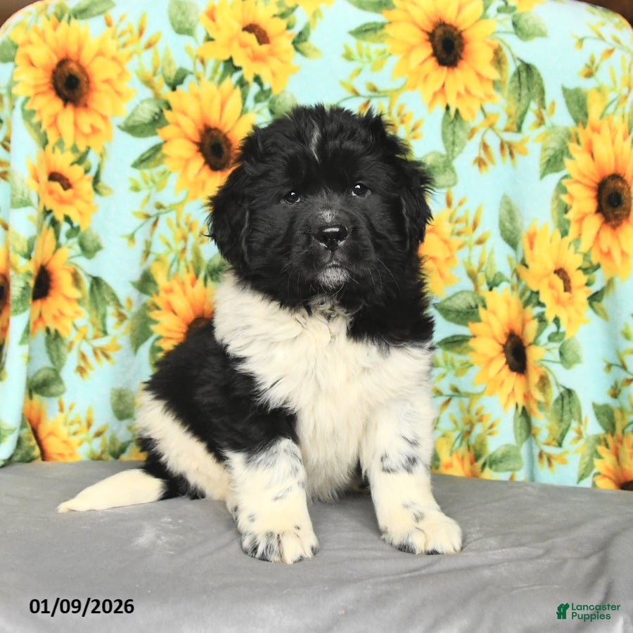 Newfoundland dogs Peppermint - Ad 13