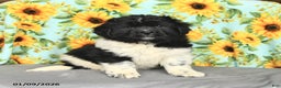 Newfoundland dogs for sale: Peppermint - Ad 1