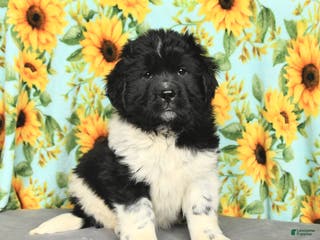 Newfoundland dogs for sale: Peppermint - Ad 1