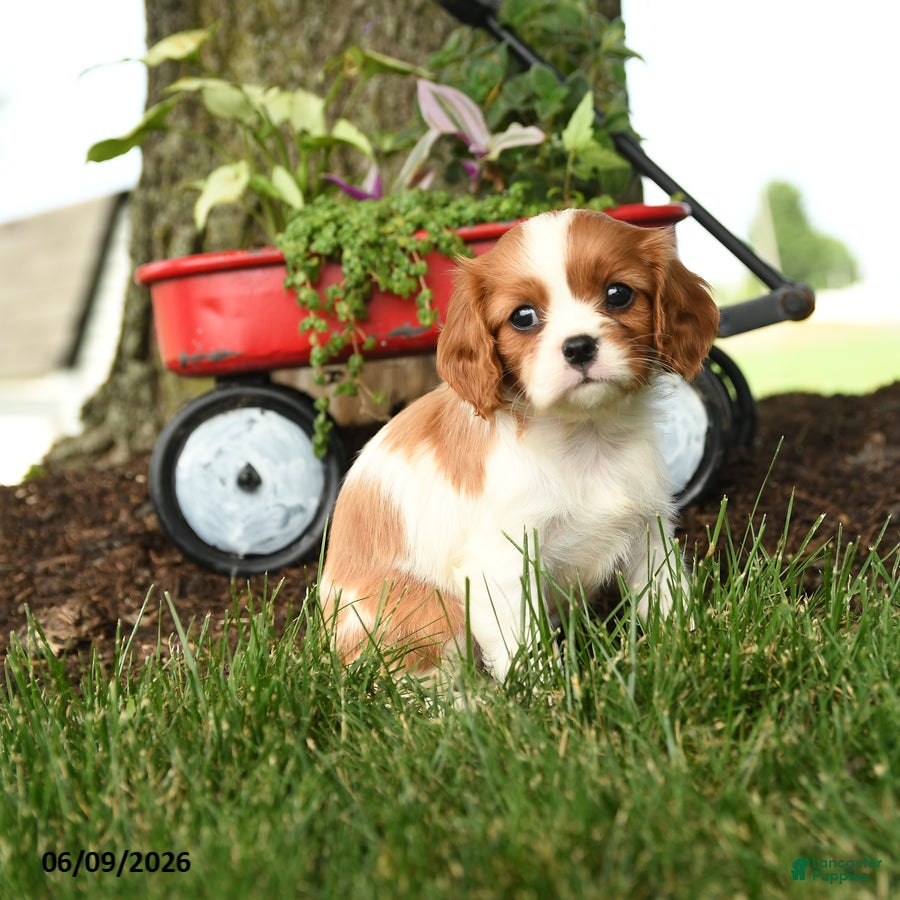 Cavalier King Charles Spaniel dogs for sale: Melody - Ad 4