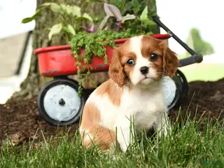 Cavalier King Charles Spaniel dogs for sale: Melody - Ad 4