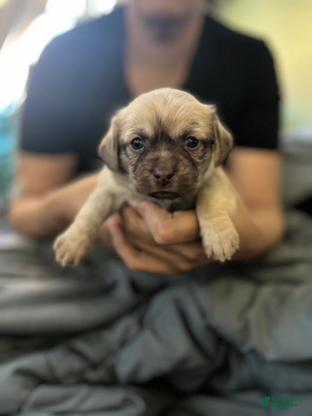 Mixed Breed dogs for sale: Mixed Breed Puppy 1 - Ad 2