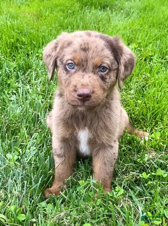 Mixed Breed dogs Jackson - Ad 2