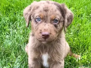 Mixed Breed dogs for sale: Jackson - Ad 3