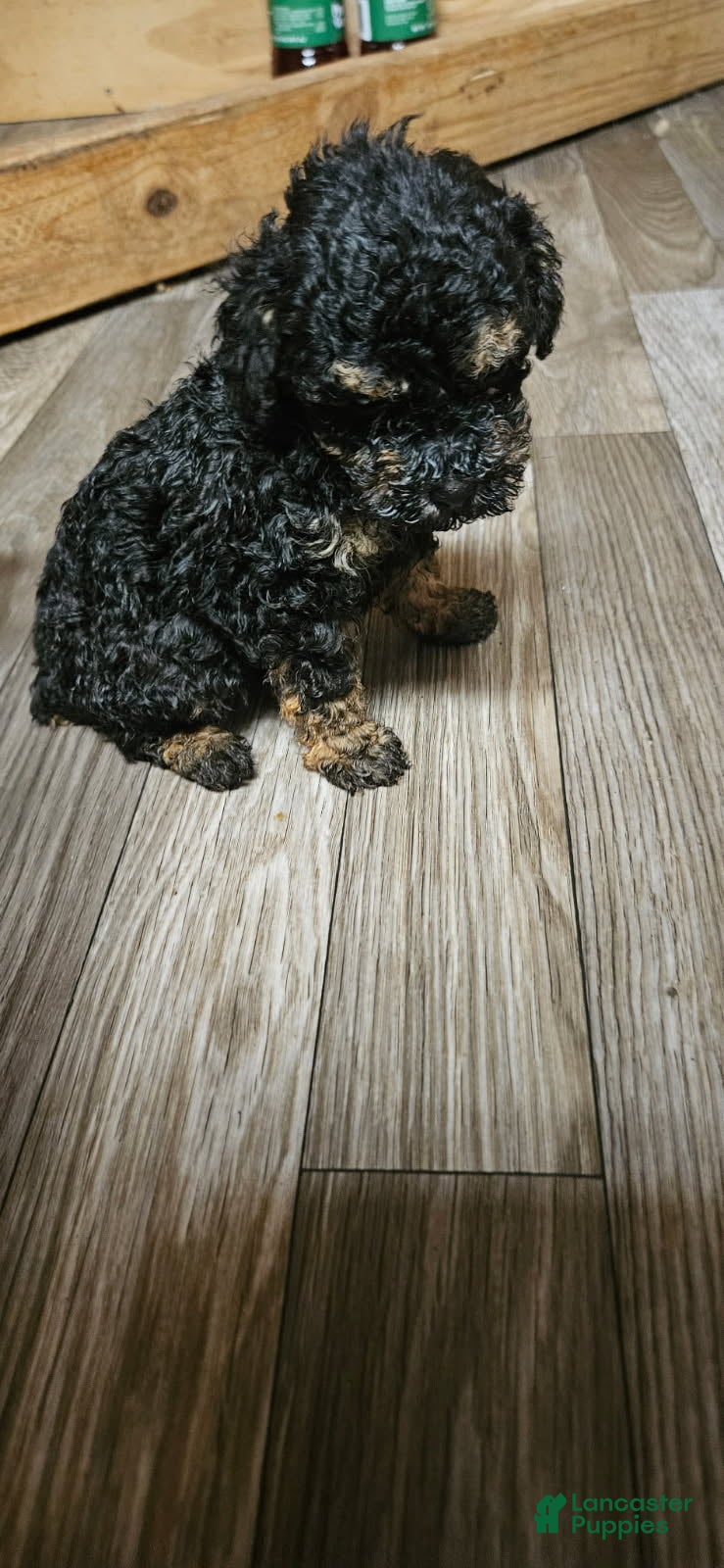 Miniature Poodle dogs Phantom - Ad 1