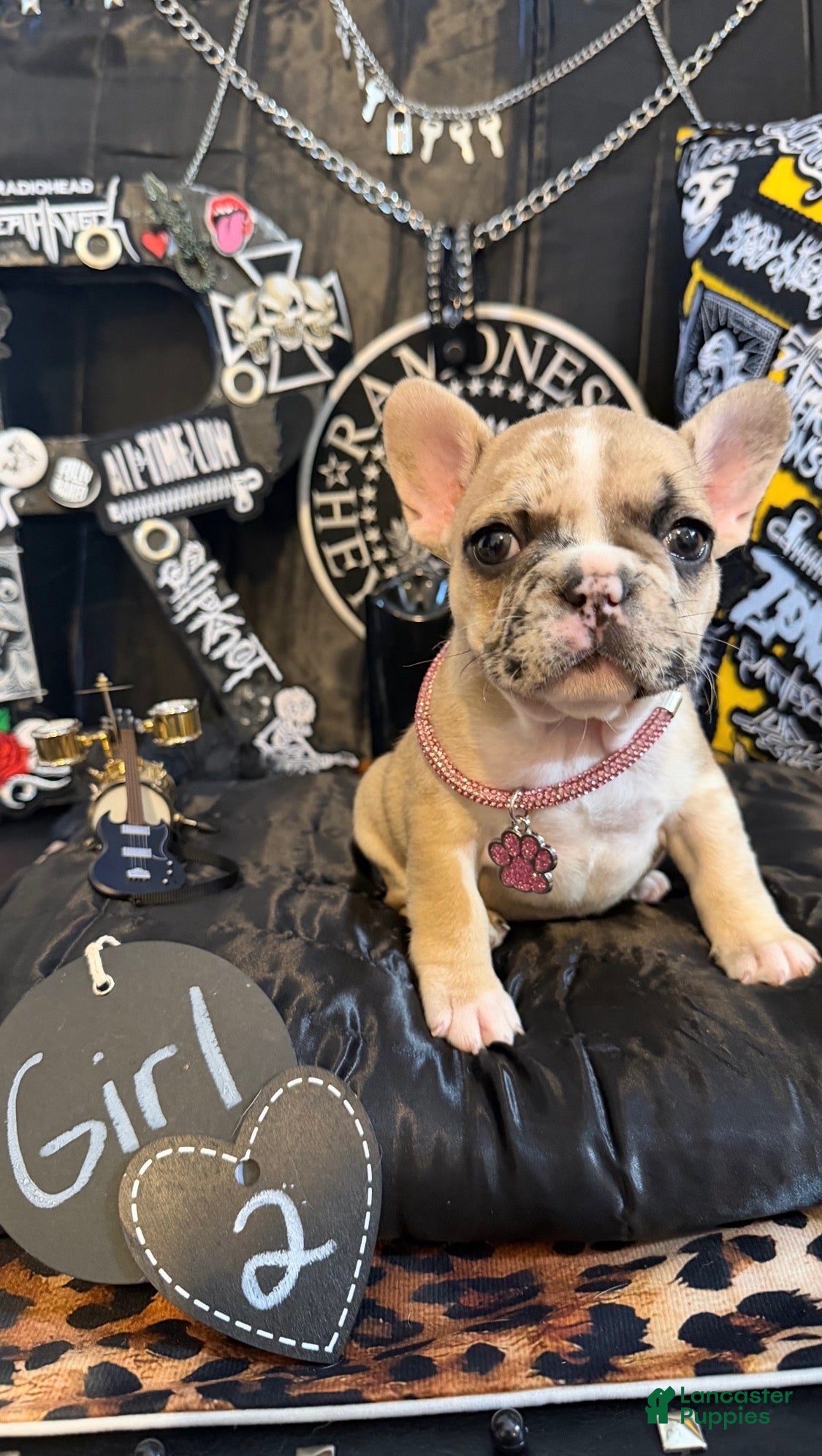 French Bulldog dogs French Bulldog 2 sweetie  - Ad 1