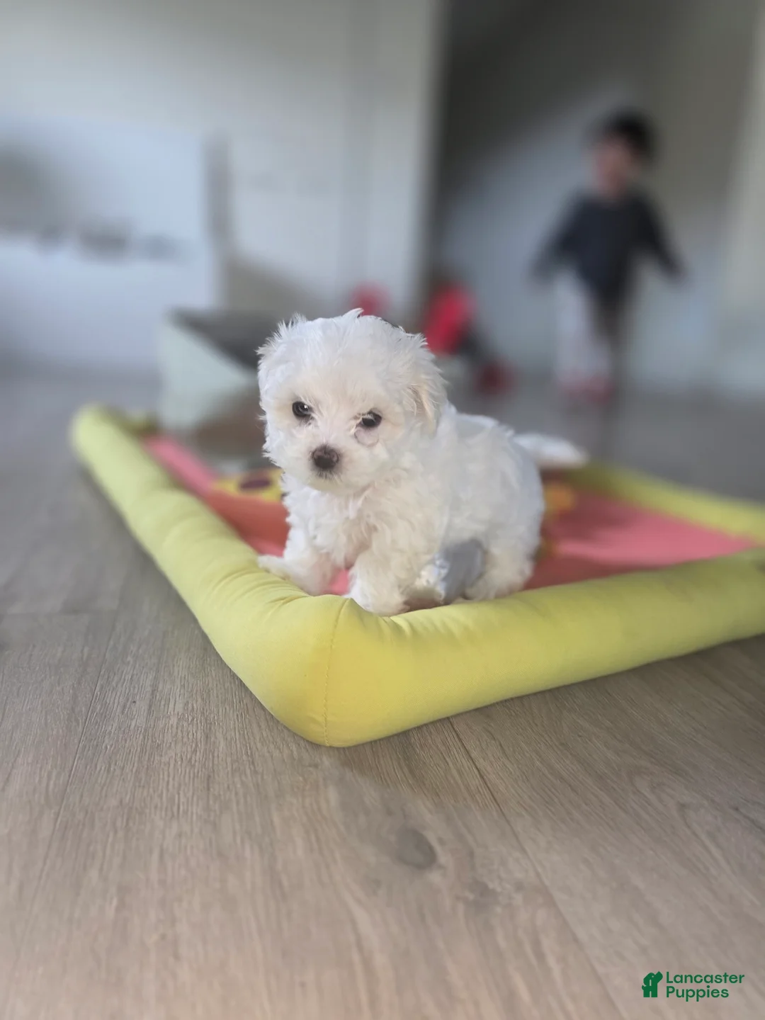 Maltese dogs for sale: 🐶 Female Maltese Puppy – Sweet, Playful & Petite - Ad 13