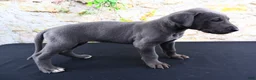 Great Dane dogs for sale: Blue - Ad 15