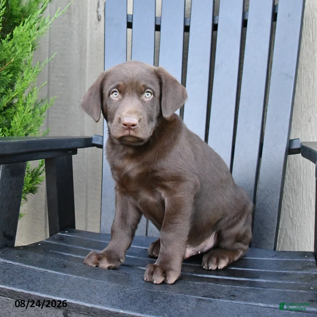 Labrador Retriever dogs for sale: Hershey - Ad 1