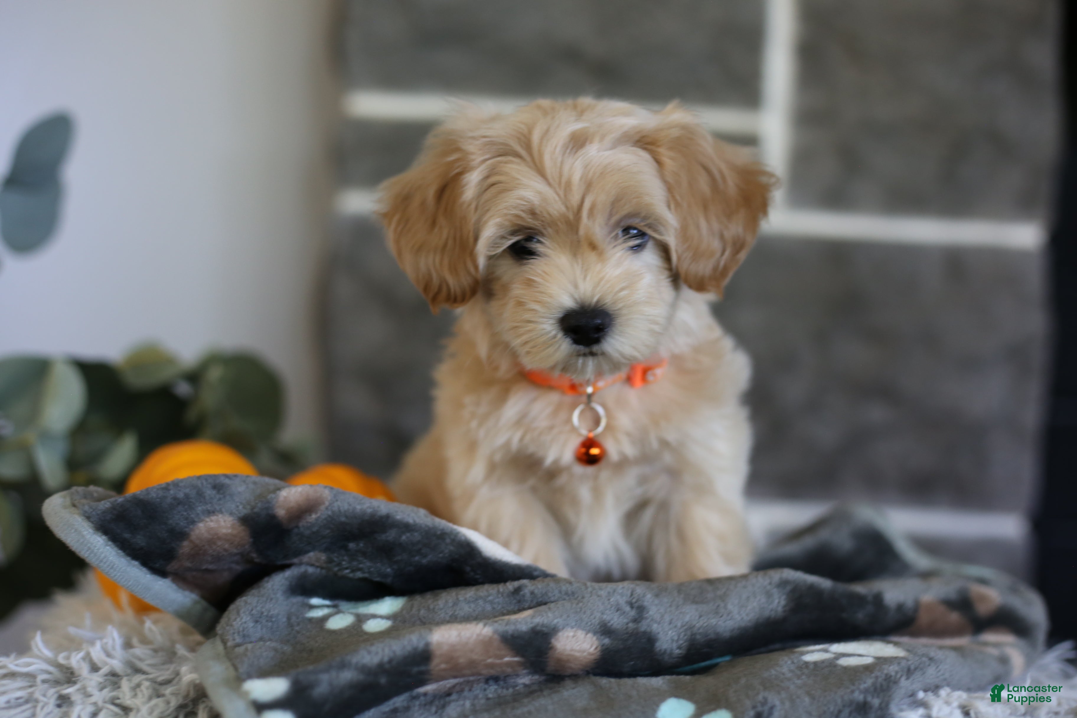 Maltipoo dogs Mochi - Ad 2