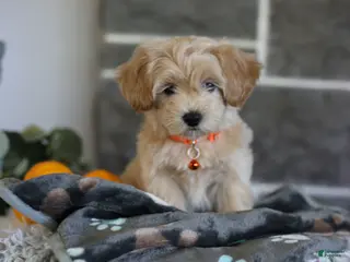 Maltipoo dogs Mochi - Ad 2