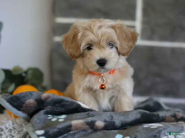 Maltipoo dogs for sale: Mochi - Ad 2