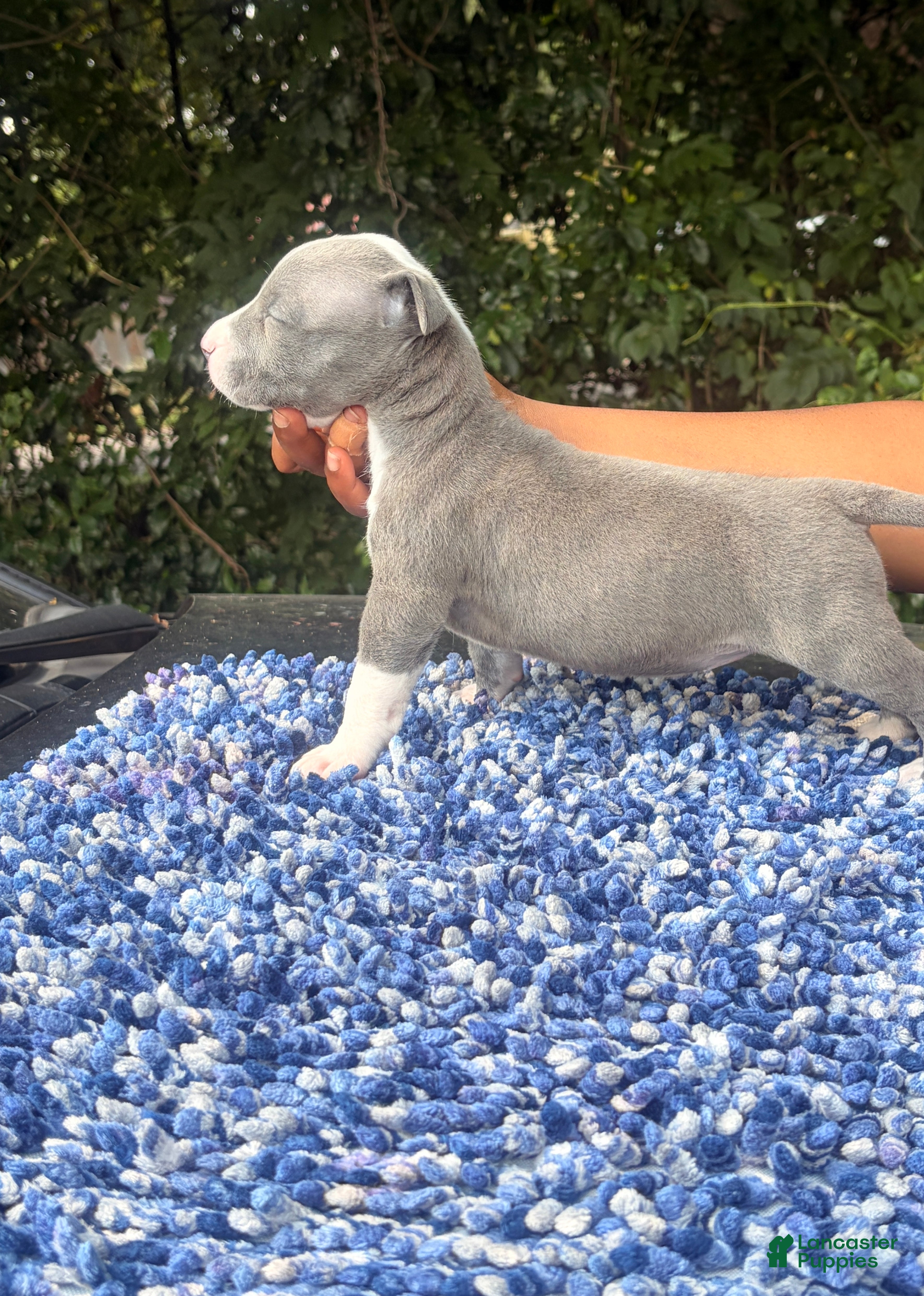 American Bully dogs Girly Pop - Ad 2