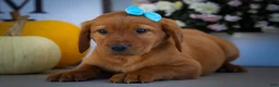 Labrador Retriever dogs for sale: NELSON - Ad 20