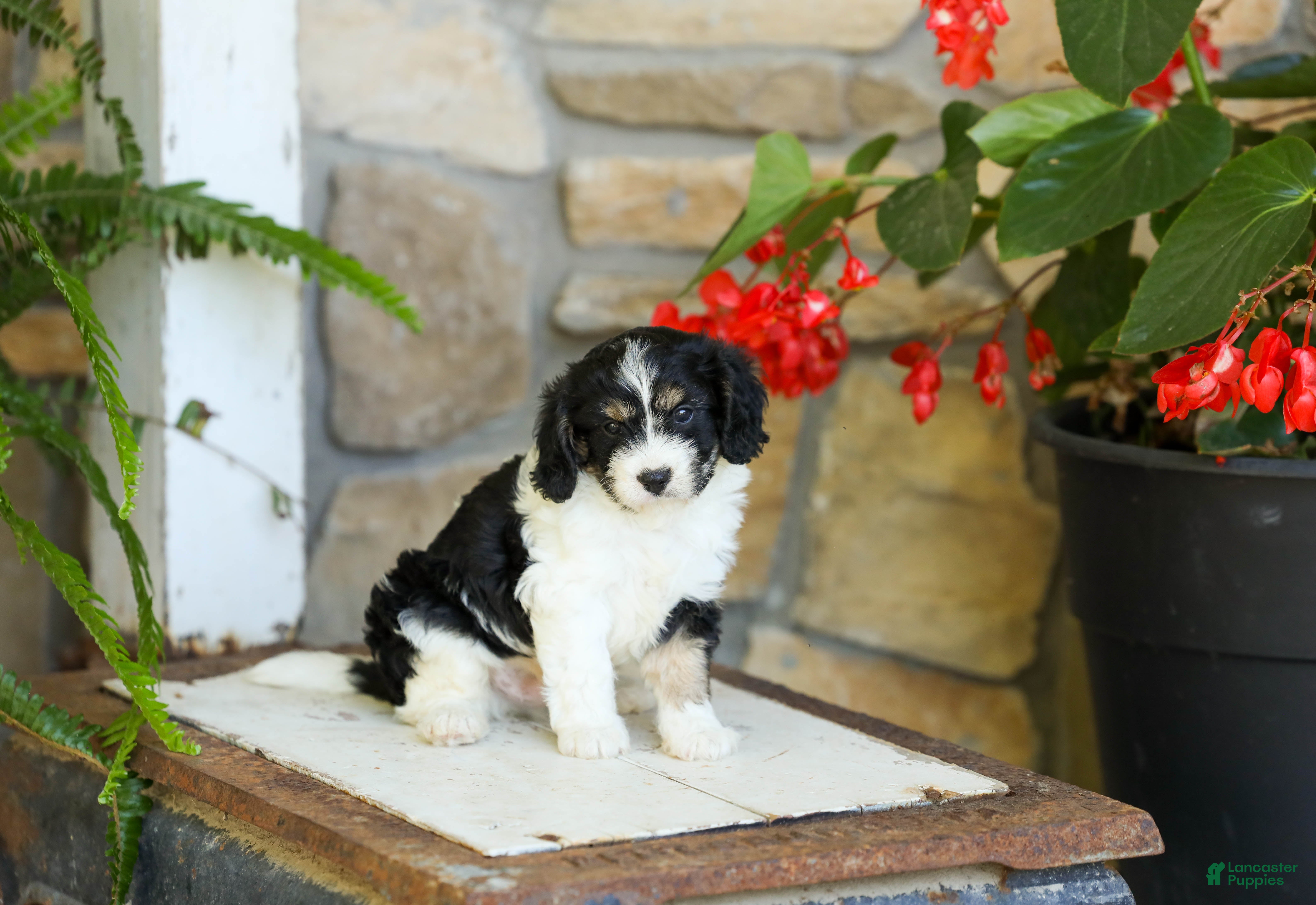 Cavapoo dogs Jessie - Ad 1