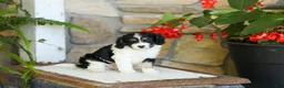 Cavapoo dogs for sale: Jessie - Ad 1