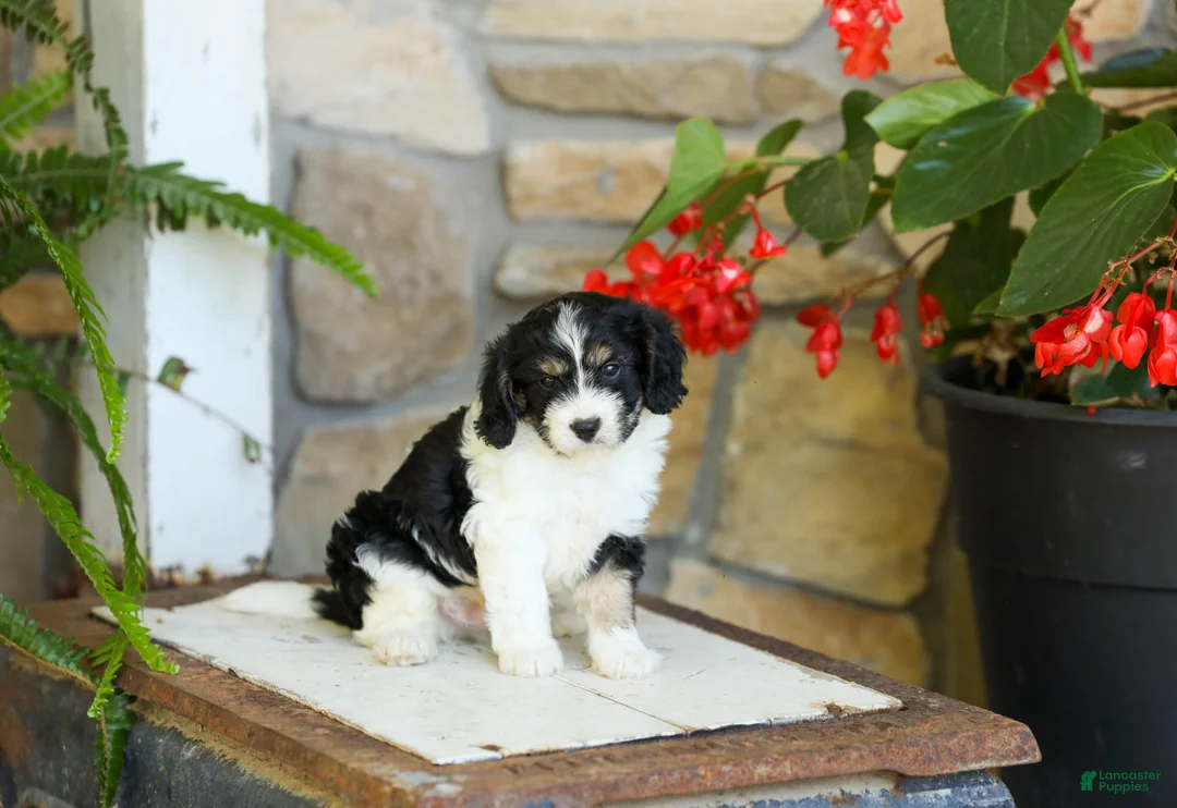 Cavapoo dogs for sale: Jessie - Ad 1
