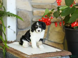 Cavapoo dogs for sale: Jessie - Ad 2