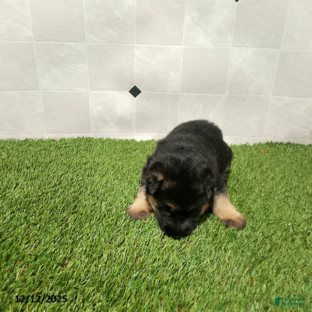 German Shepherd dogs for sale: Bella   - Ad 2