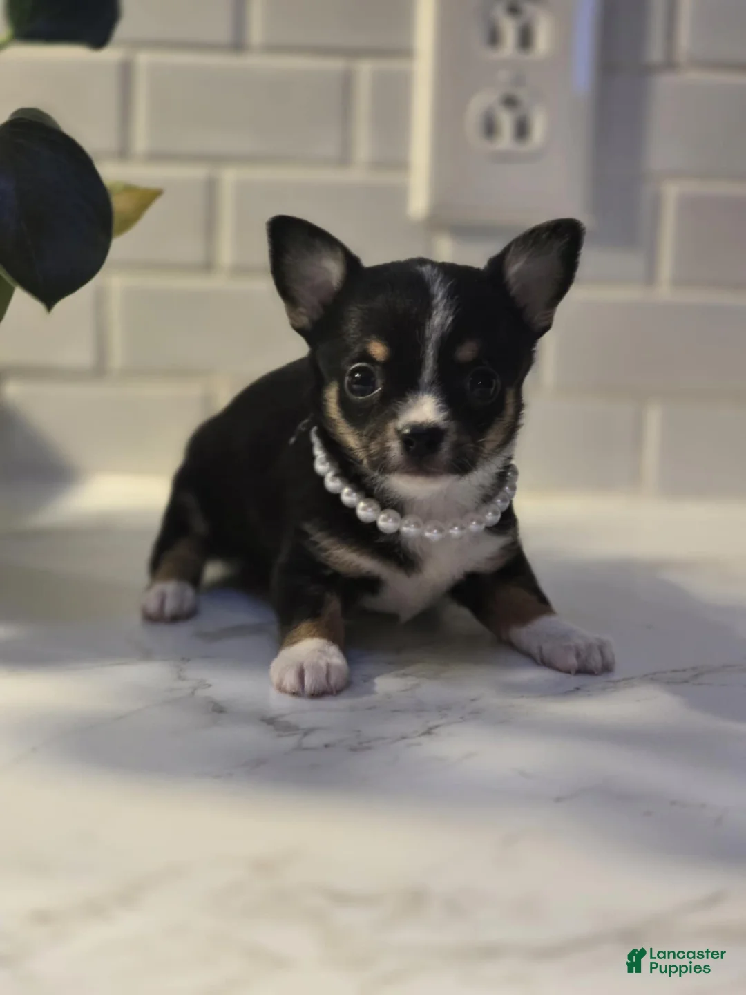 Chihuahua dogs for sale: lala - Ad 7