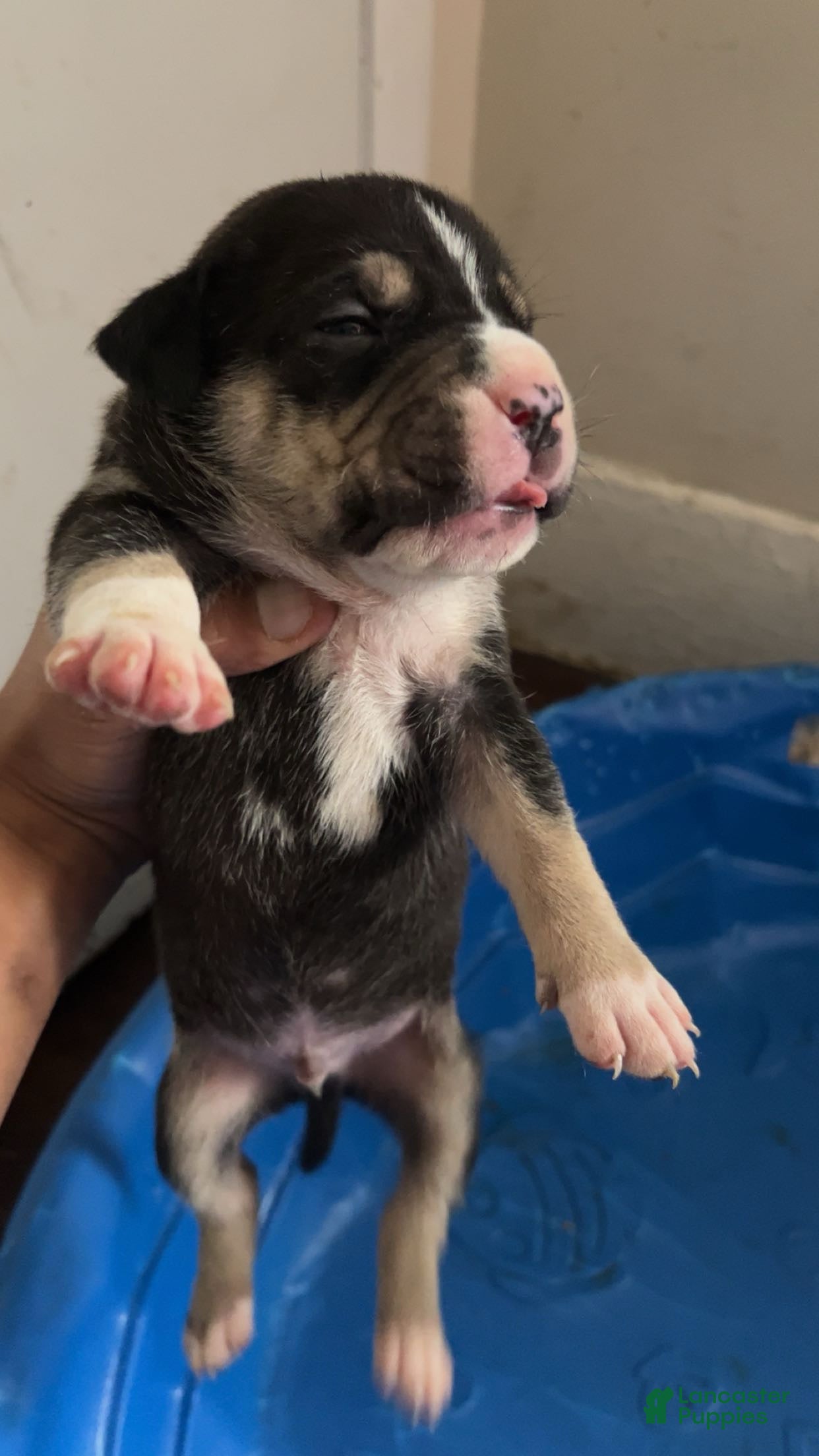 American Bully dogs American Bully Puppy 1 - Ad 1