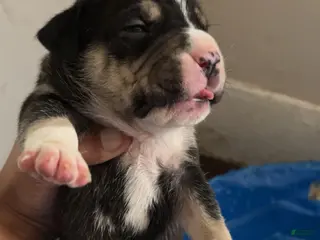 American Bully dogs American Bully Puppy 1 - Ad 4