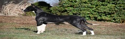 Great Dane dogs for sale: Cash - Ad 2