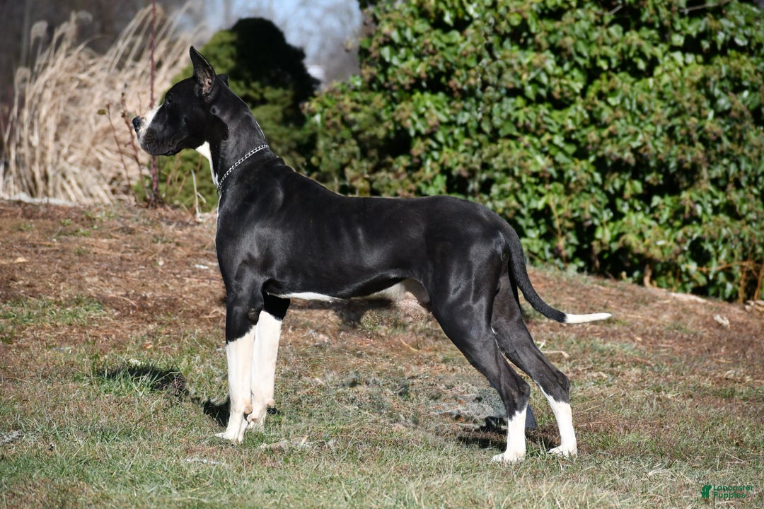 Great Dane dogs for sale: Cash - Ad 2