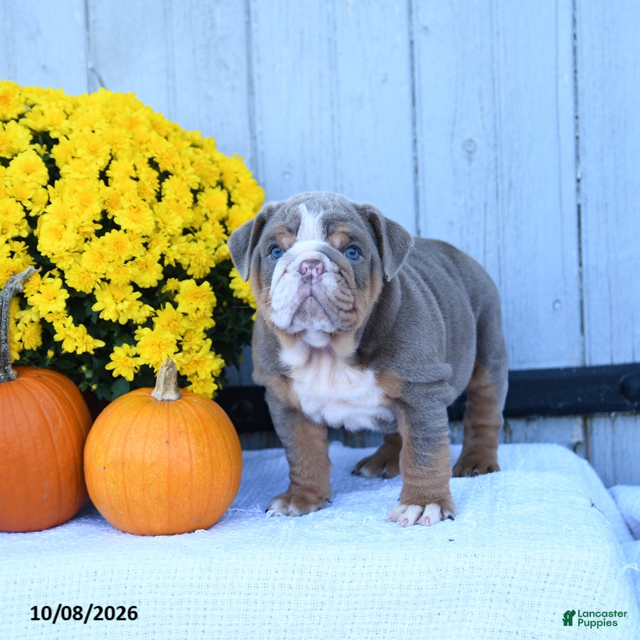 English Bulldog dogs Charlie - Ad 2