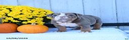 English Bulldog dogs for sale: Charlie - Ad 2
