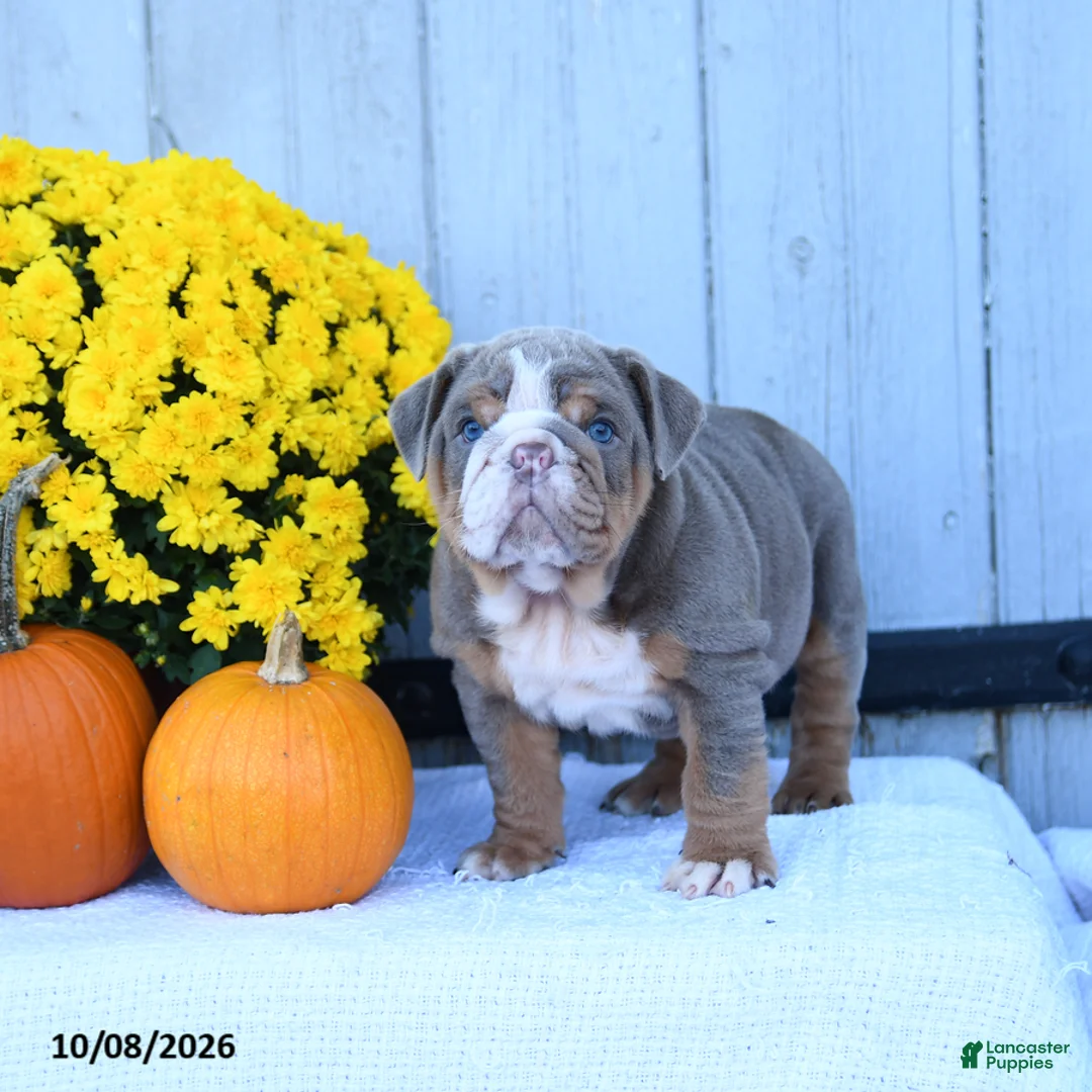 English Bulldog dogs for sale: Charlie - Ad 2