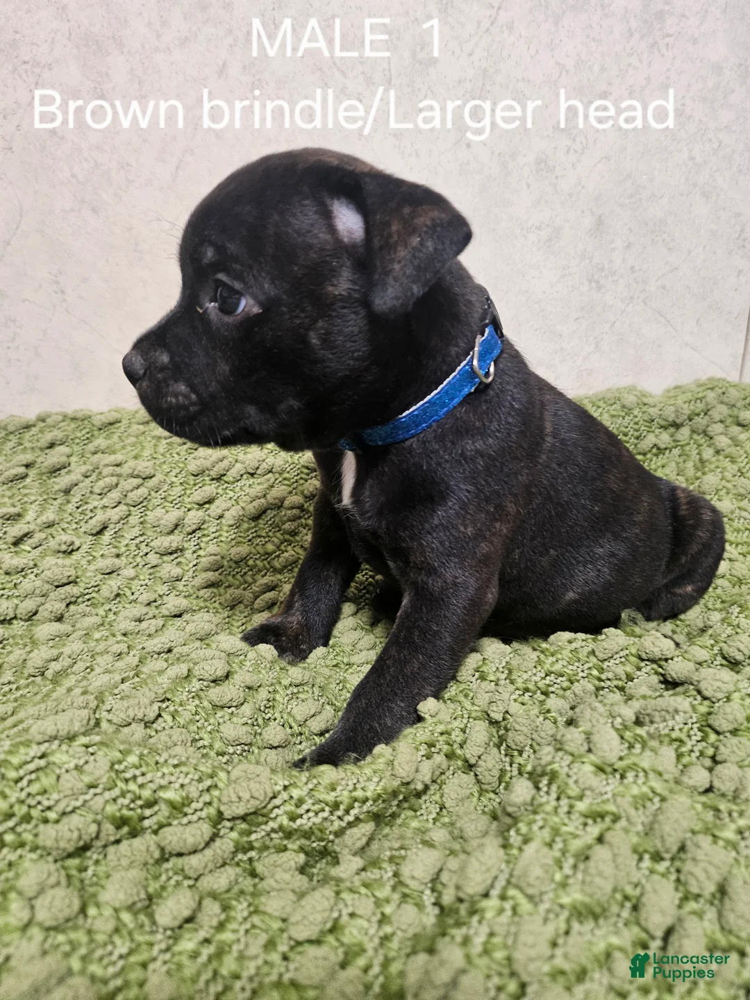 Staffordshire Bull Terrier dogs for sale: Staffordshire Bull Terrier 2 - Ad 1
