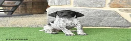 German Shorthaired Pointer dogs for sale: Rosebud - Ad 1