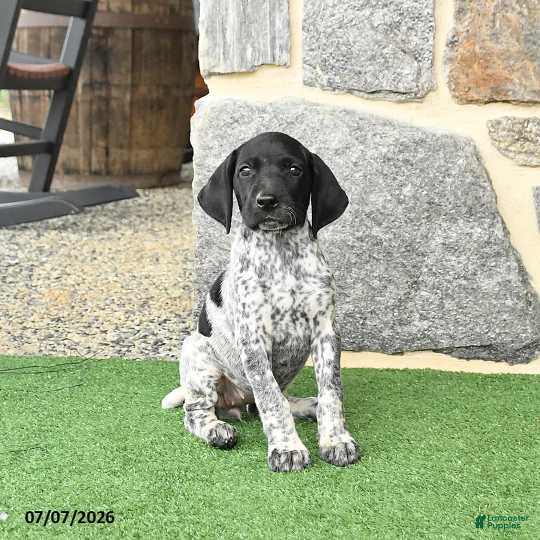 German Shorthaired Pointer dogs for sale: Rosebud - Ad 1