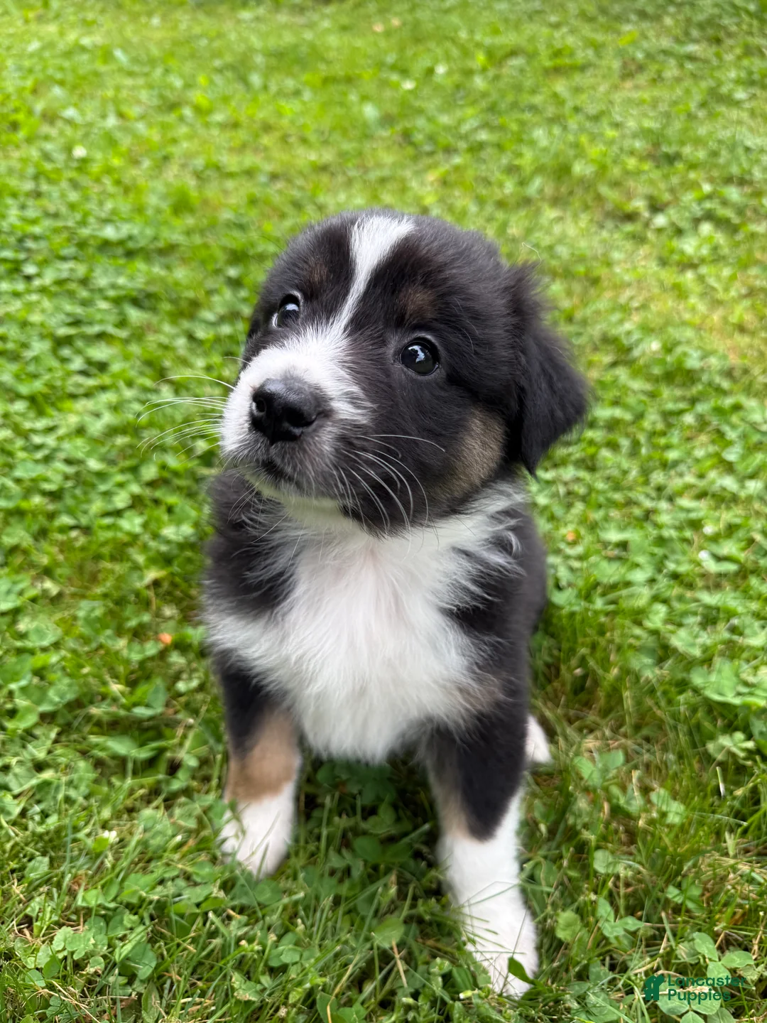 Australian Shepherd dogs for sale: Puppy 2 - Ad 1