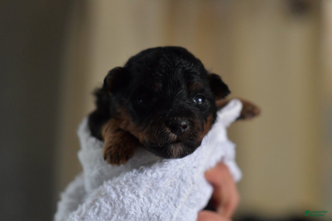 Mini Aussiedoodle dogs for sale: Cash - Ad 55