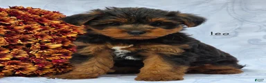 Leo
