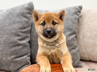 Shiba Inu dogs Lukas - Ad 9