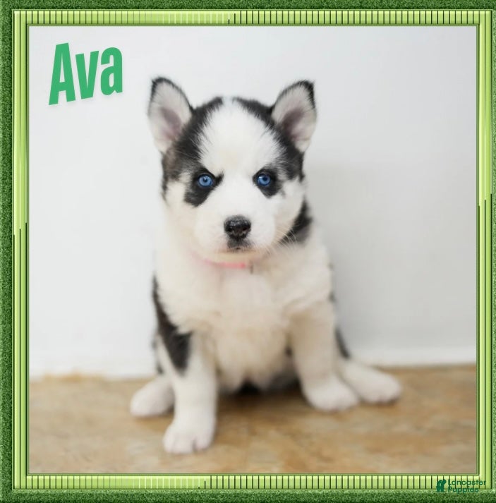 Siberian Husky dogs Ava - Ad 1