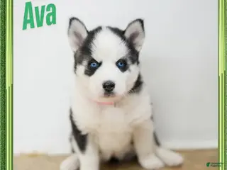 Siberian Husky dogs for sale: Ava - Ad 3
