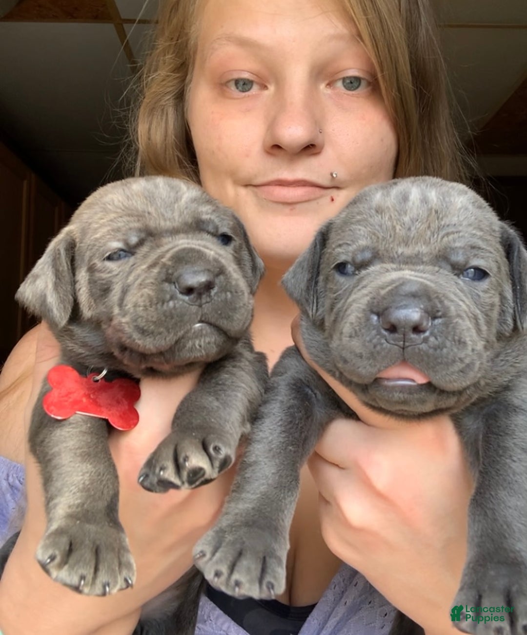 Cane Corso dogs for sale: Cane Corso Puppy 10 - Ad 2
