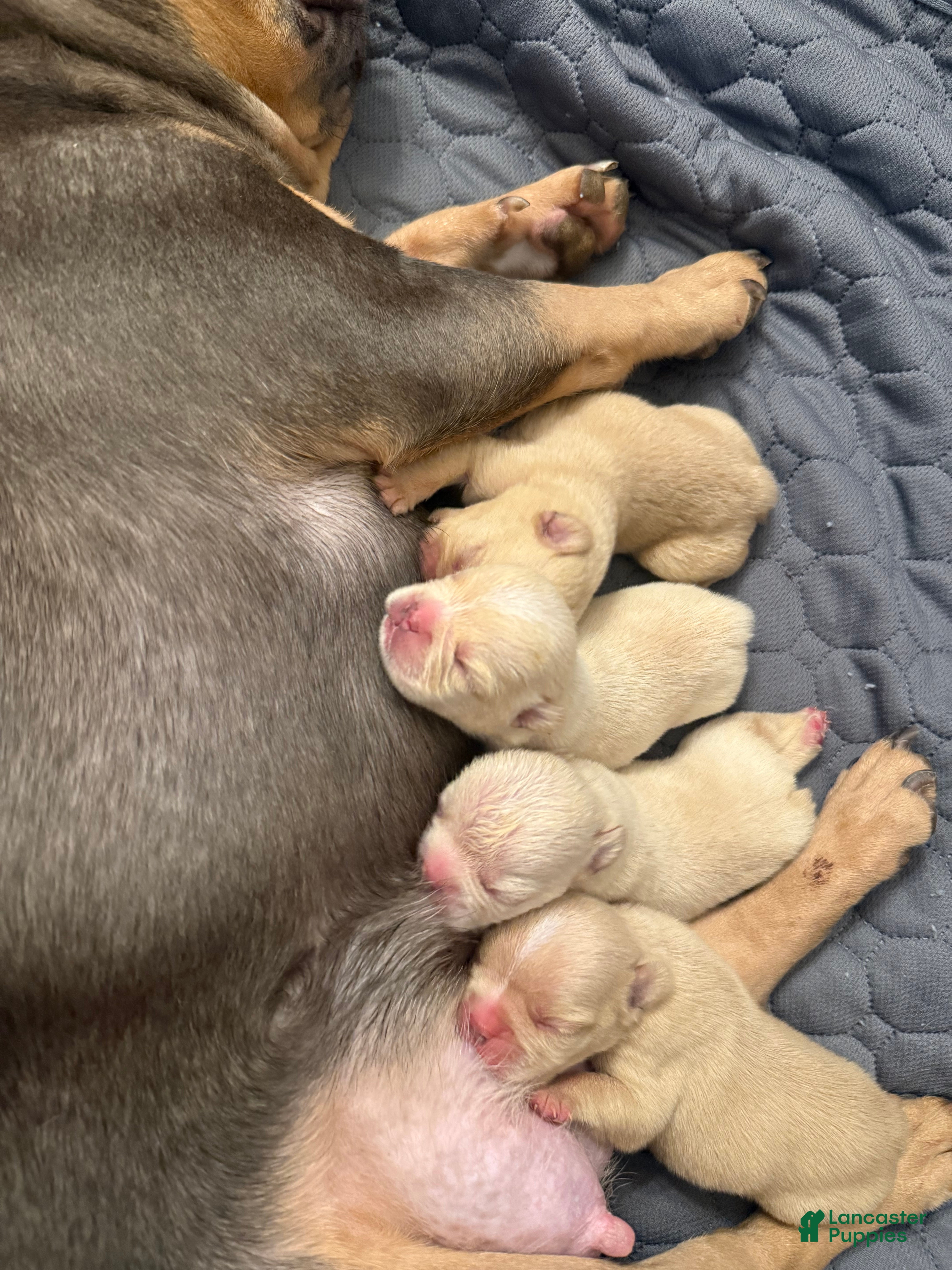 French Bulldog dogs French Bulldog 1 - Ad 9