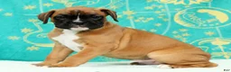 Boxer dogs for sale: Leo - Ad 4