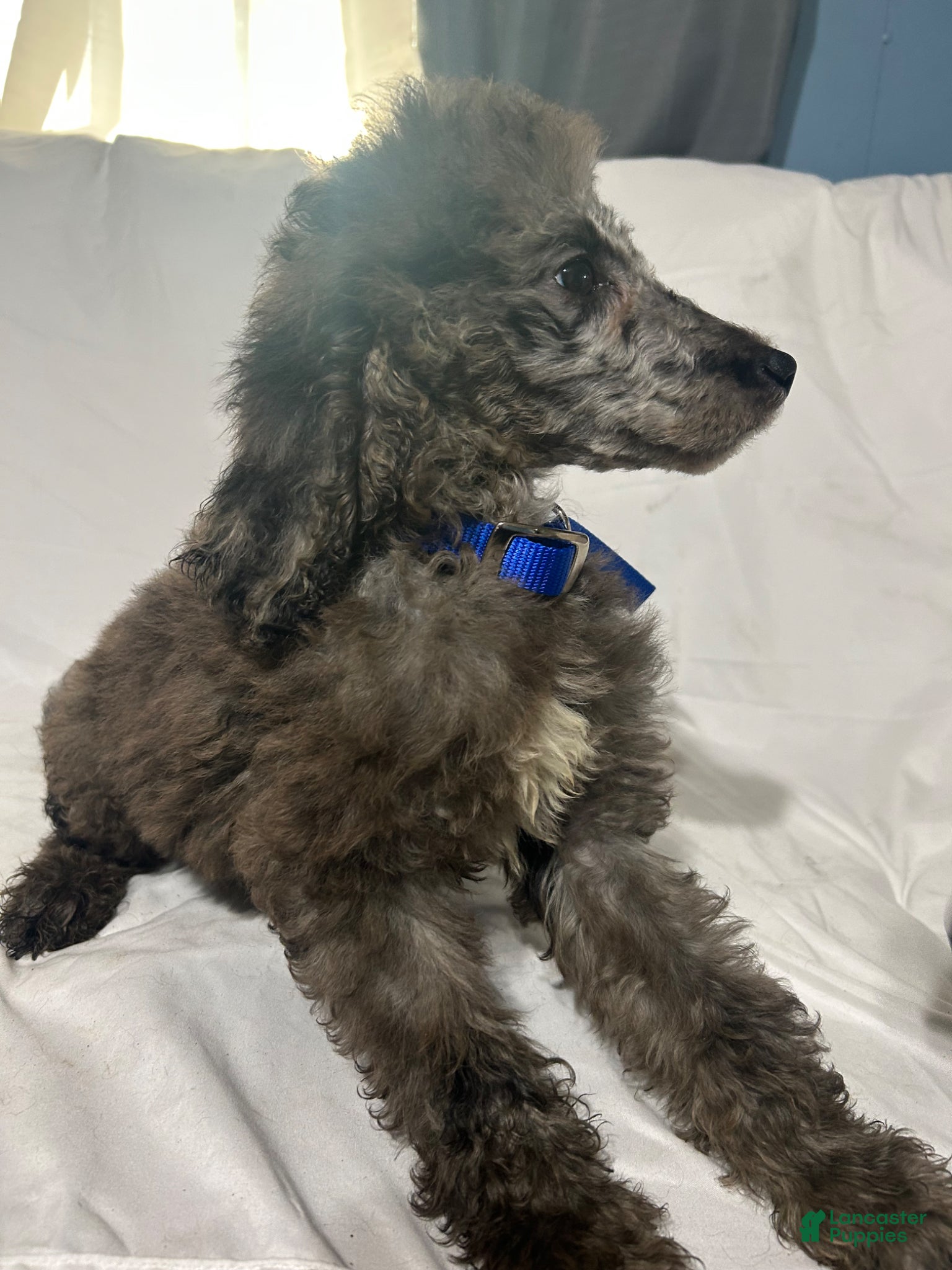 Standard Poodle dogs Standard Poodle Puppy 5 - Ad 2