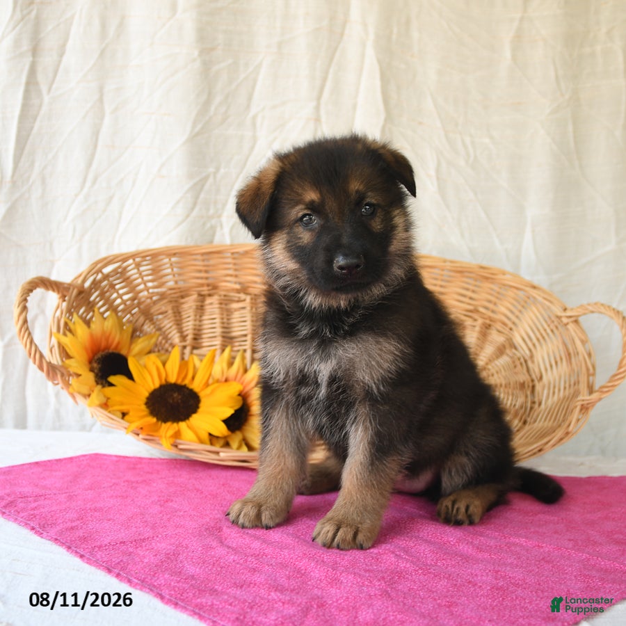 German Shepherd dogs Tiana - Ad 1