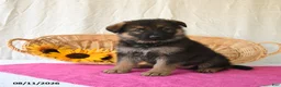 German Shepherd dogs for sale: Tiana - Ad 1