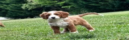 Mini Goldendoodle dogs for sale: Lainey - Ad 3