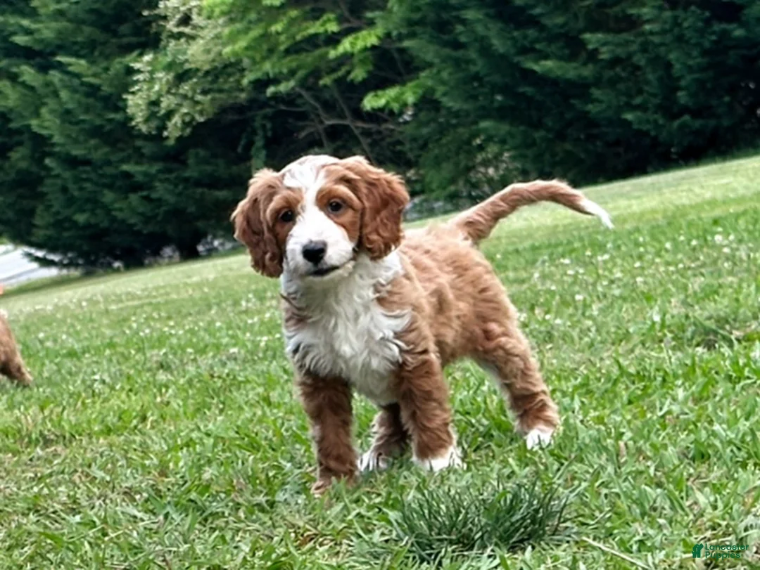 Mini Goldendoodle dogs for sale: Megan-OFA&GeneticParents - Ad 8