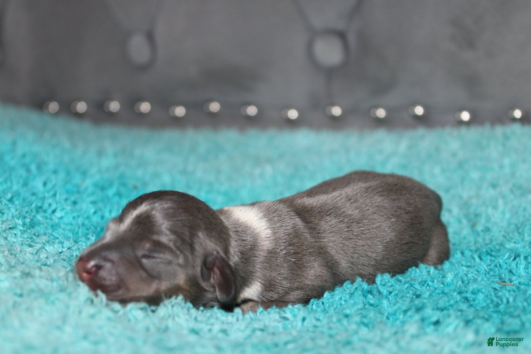 Miniature Dachshund dogs for sale: Belle Mini - Ad 4