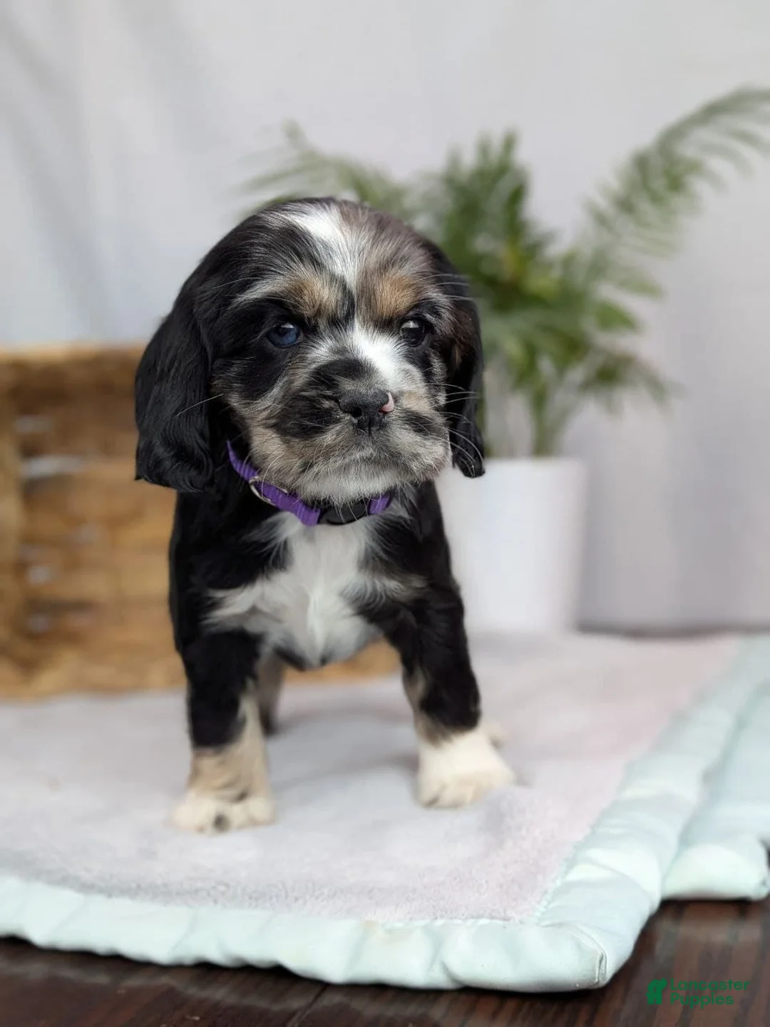 Cocker Spaniel dogs for sale: Cocker Spaniel Puppy 4 - Ad 9